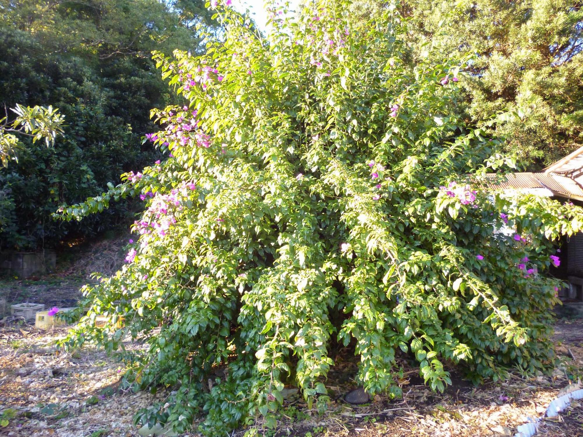 Pension Flora Tatejama Exteriér fotografie